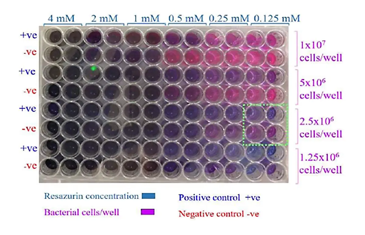 Novel Antibiotics Screening against S. aureus | BMG LABTECH